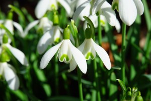 snowdrop-1025050_960_720